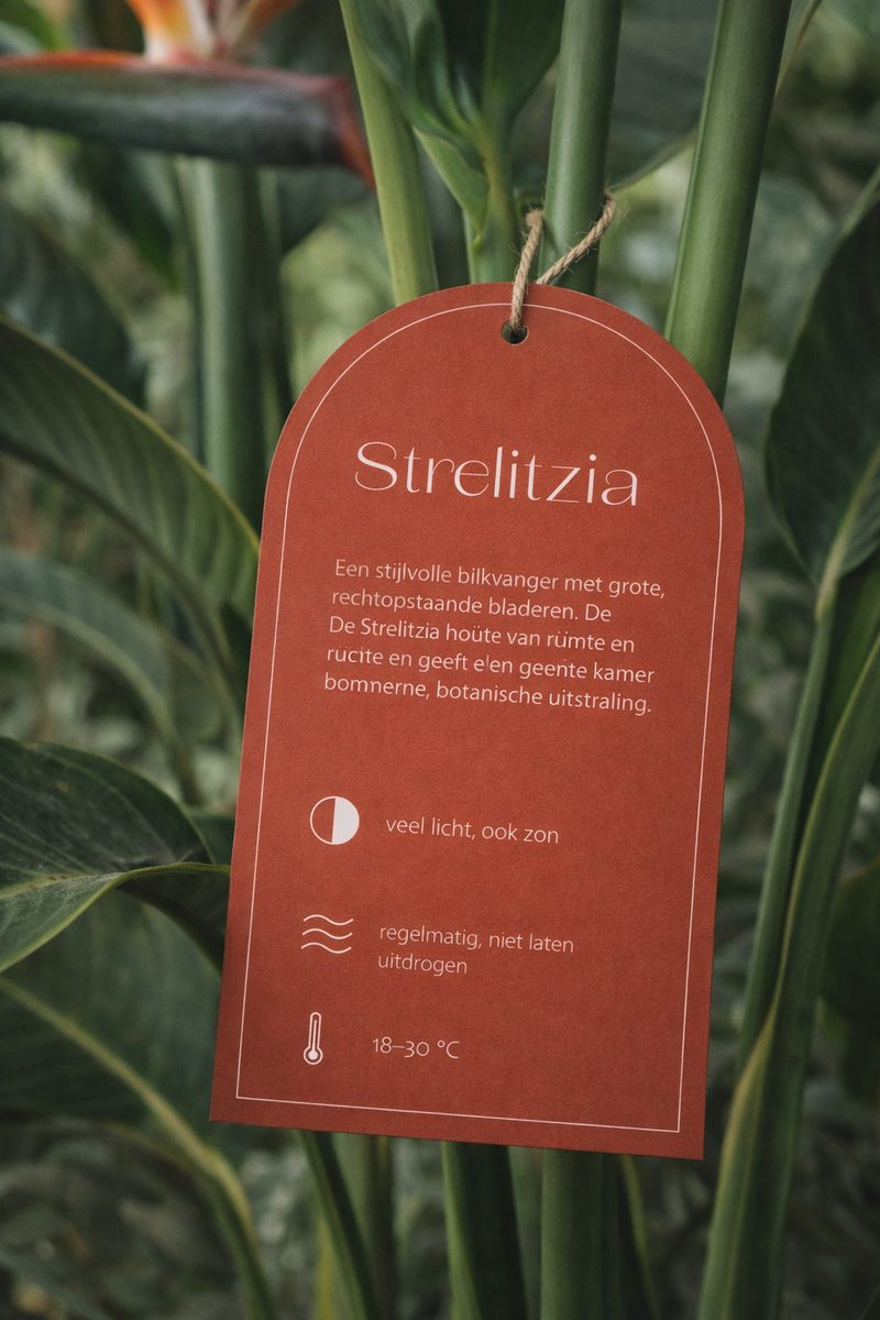 The Greenhouse — Strelitzia